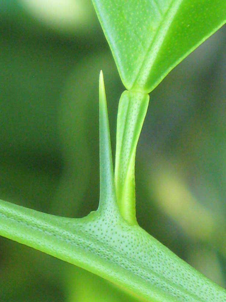              Petiole (Winter Haven, FL)       